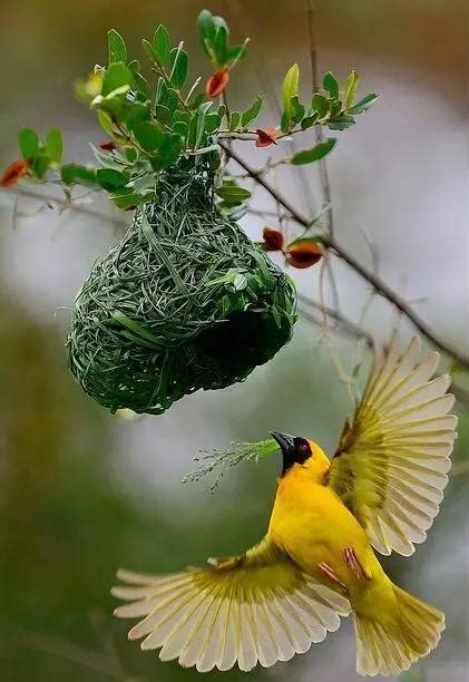 鳥來築巢
